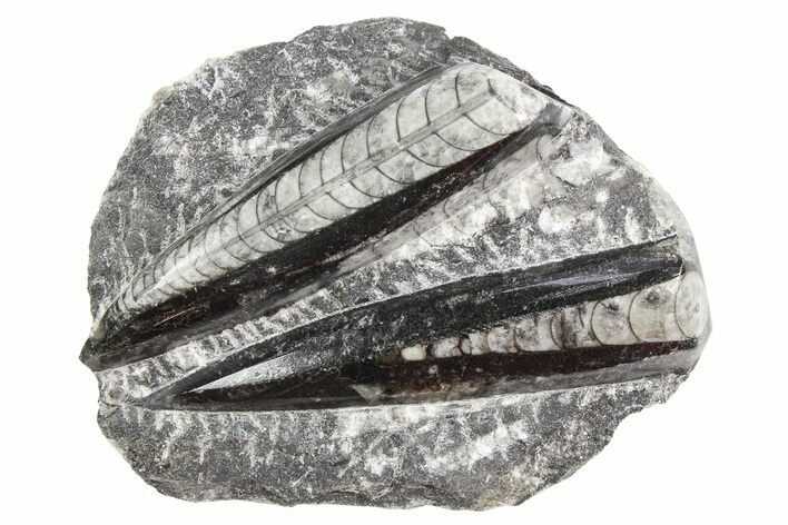 Polished Fossil Orthoceras Plate - Morocco #254475